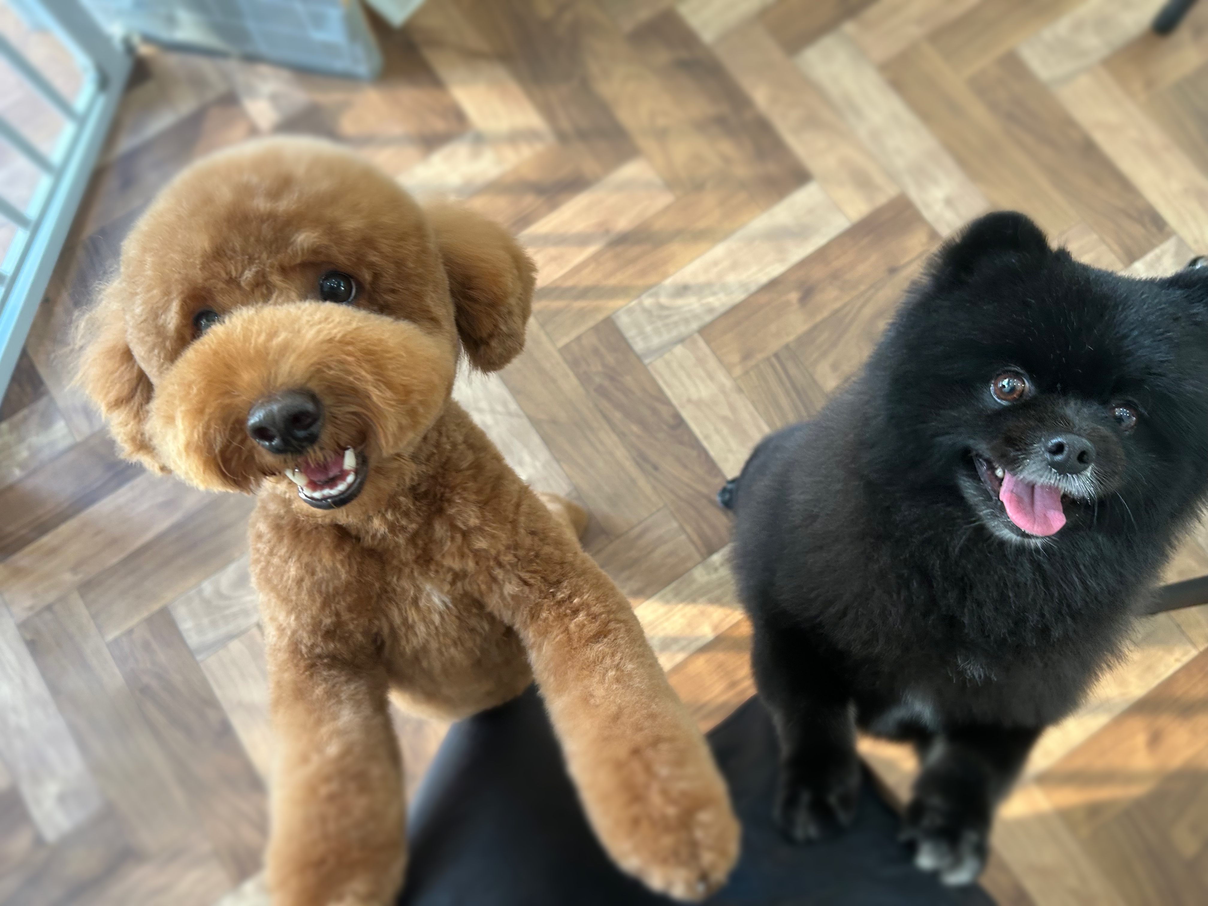 パピーからシニア犬まで！一生涯お付き合いできるトリミングサロンの写真