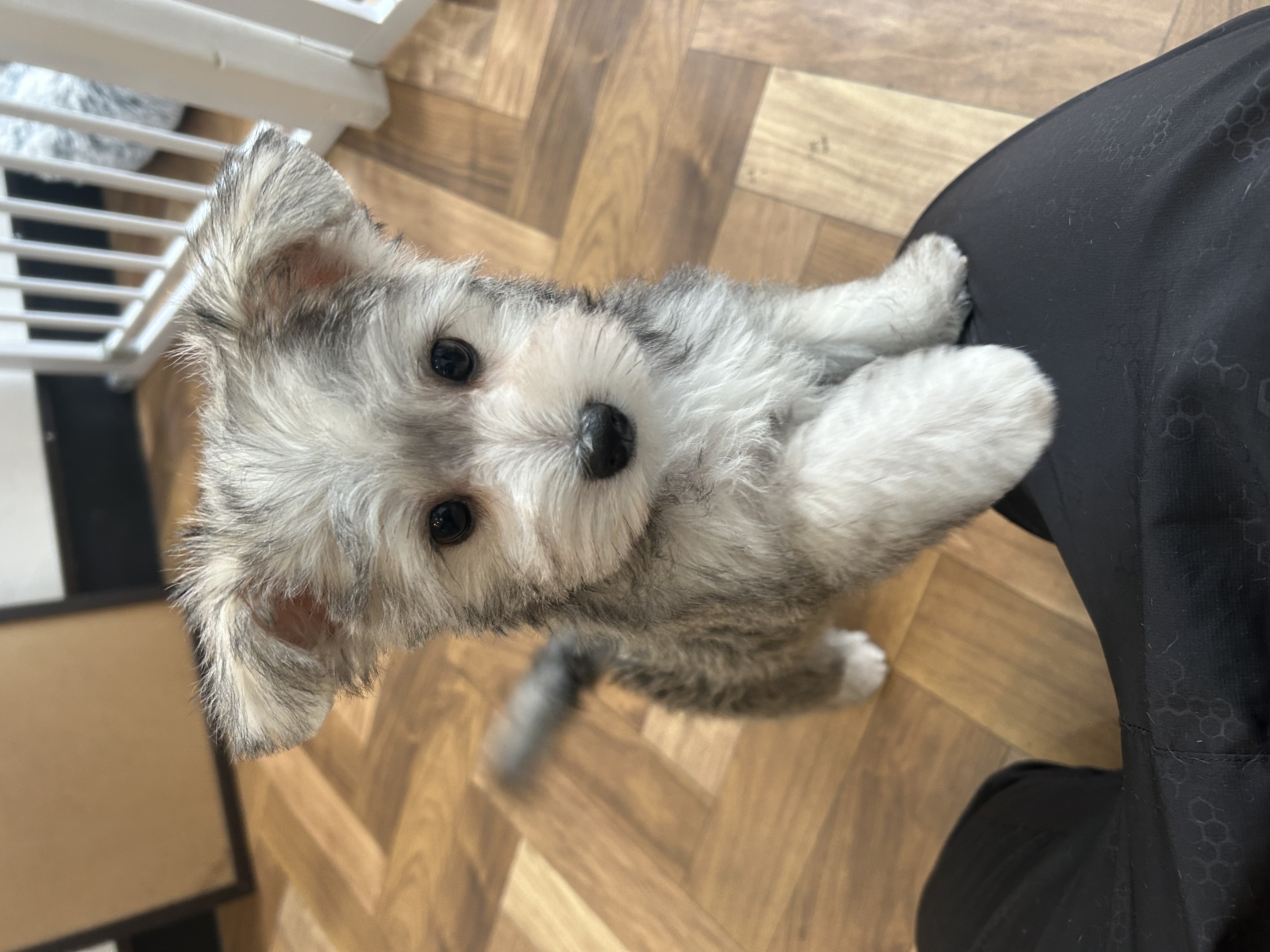 トリミングサロン　Primaの紹介写真_2枚目